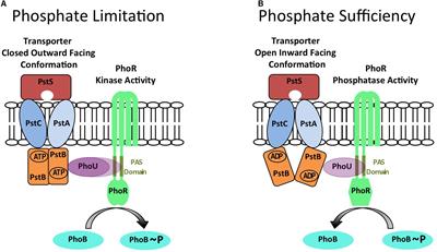 Activation of the PhoPR-Mediated Response to Phosphate Limitation Is Regulated by Wall Teichoic Acid Metabolism in Bacillus subtilis